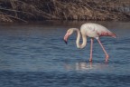 Naturalistica_TorreFlavia_Dic2023_1