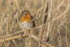 Naturalistica_TorreFlavia_Dic2023_2