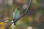 Lucherino_DSC03717