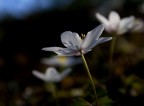 anemone di bosco