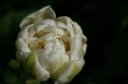 tulipano &quot;principessa d'Olanda&quot;