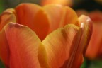 tulipano