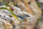 Ballerina-gialla_Motacilla-cinerea_DSC05080