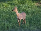 Capriolo
