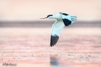 Avocetta