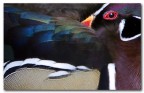 Abstract duck