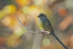 Verdone_DSC04190