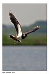 Pavoncella in volo