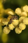 Ape e Mimosa