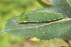 verde nel verde