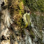 Picchio Verde