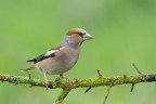 Frosone_DSC09002