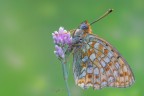 Argynnis-niobe_DSC1108