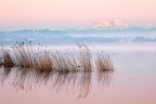 Immerso nel rosa