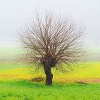 Valle di Fimon, Colli Berici, marzo 2024