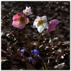 Heleborus niger ed erba hepatica.