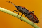 Cimice rosso nera