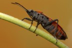 Cimice II