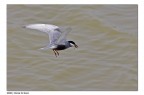 Mignattino Piombato a pesca