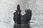 Cigno nero