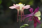 Fotogrfato nei meravigliosi Giardini Hanbury di Ventimiglia (IM)