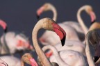 Fenicottero fotografato al parco ornitologico in Camargue