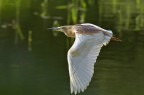 Sgarza in volo