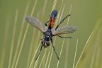 Mi riaffaccio a questa sezione, molto molto cambiata, riproponendo il mio genere di macro acqua e sapone, fatta con pochi mezzi e con soggetti assolutamente vivi e liberi di scappare. La chiamo macrocaccia oppure wild macro, con qualche presunzione. Commenti e critiche sempre gradite!