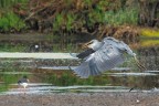 Airone-cenerino-con-sogliola-nel-becco_DSC06444