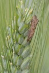 Piccola falena dalle lunghe antenne