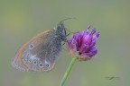 Coenonympha-glycerion_DSC7693