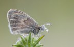 coenonimpha-pamphillus-
