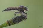 Asilide