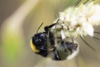 Primi timidi esperimenti di macrofotgrafia.
Commenti e critiche ben accetti