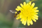 Primi timidi esperimenti di macrofotgrafia.
Commenti e critiche ben accetti