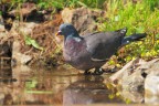 Colombaccio_DSC08890