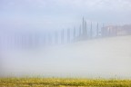 grano e cipressi
