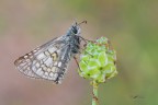 Pyrgus-sidae_DSC08811