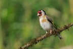 Cardellino_DSC08849