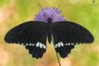 Papilio polytes.... Papilio polytes....