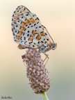 iso 1600
1/500
f 5.6

focus stacking 11 scatto in macchina