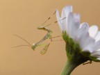 minuscola mantide