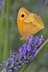 Maniola jurtina