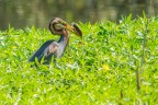 Un airone rosso infrattato nella vegetazione ha pescato, infilzando un pesce e si appresta a mangiarlo.