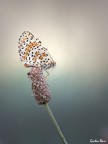 5,6
1/500
iso 1600
focus stacking 5 scatti