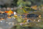Lucherino_DSC02027