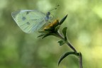 Pieris mannii