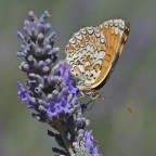 Melitaea didyma