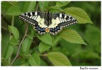 Papilio macaon Papilio macaon