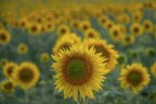 Il selfie del girasole...